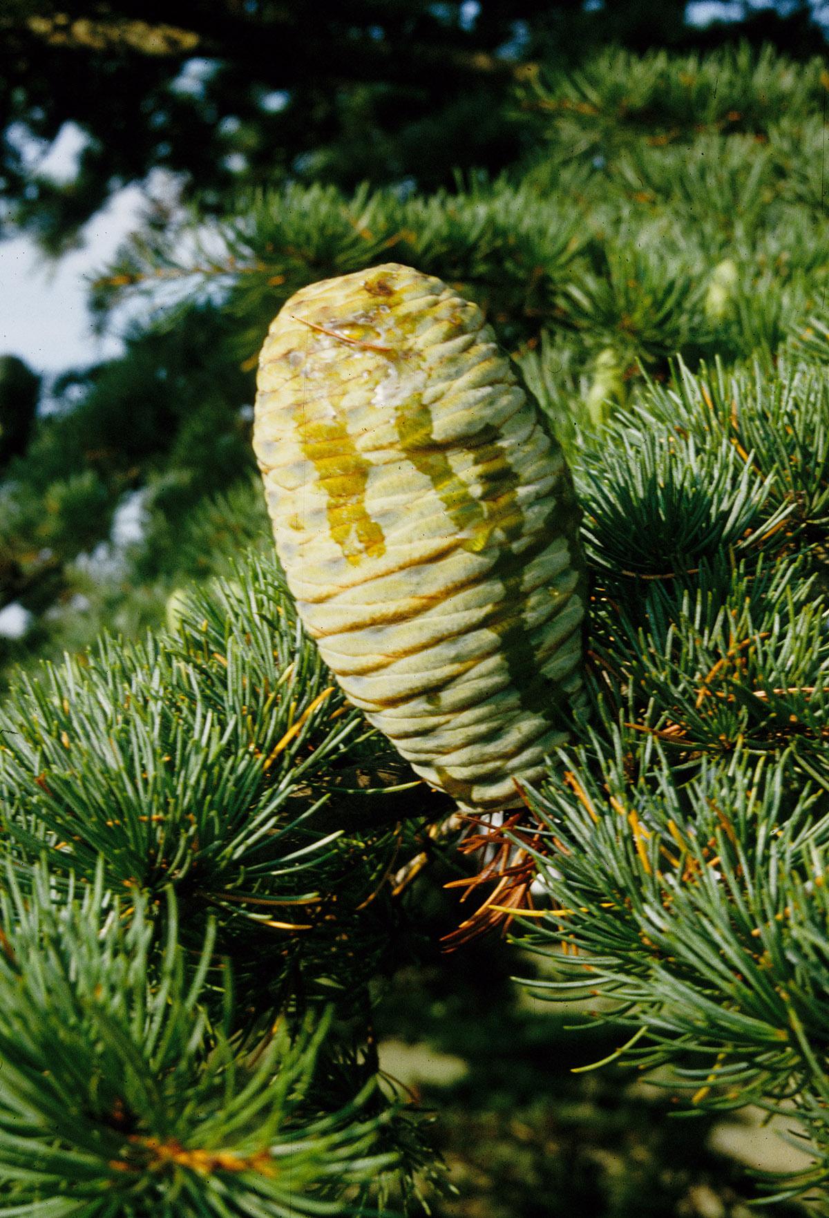 Cedrus libani subsp. stenocoma cone