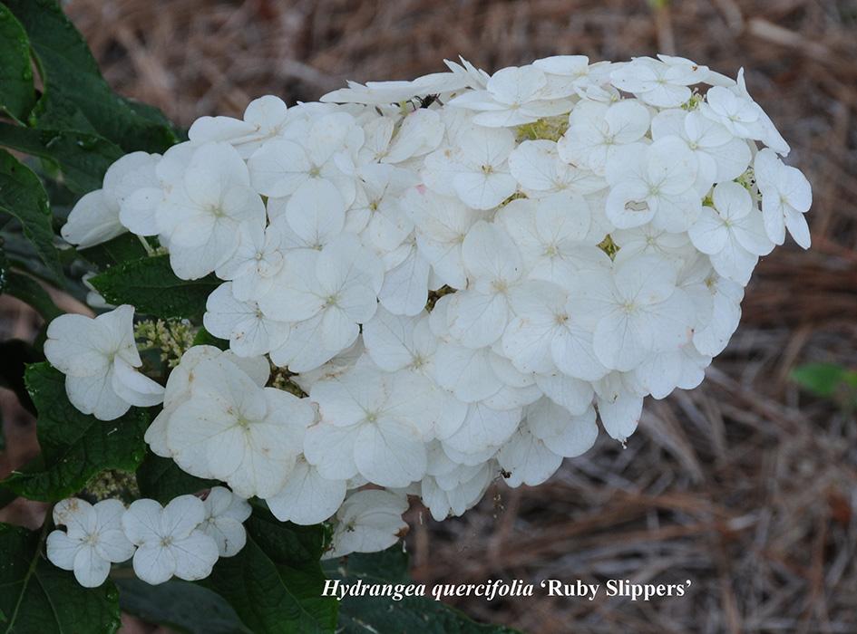 Hydrangea quercifolia (smaller selections) ‘Pee Wee’, ‘Ruby Slippers’, ‘Munchkin’,'Sike's Dwarf', Little Honey™ - Oakleaf Hydrangea.