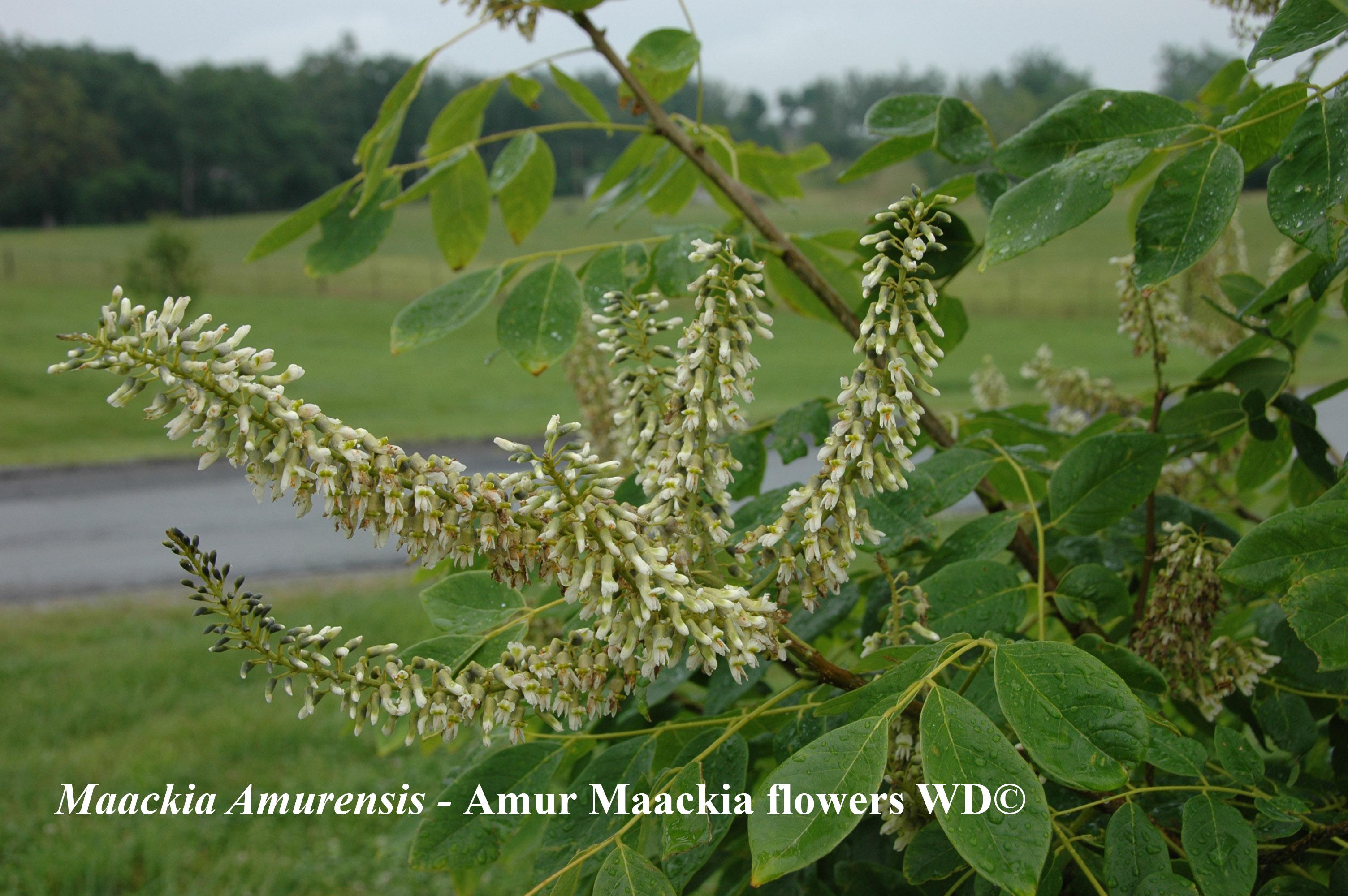 Maackia amurensis flowers