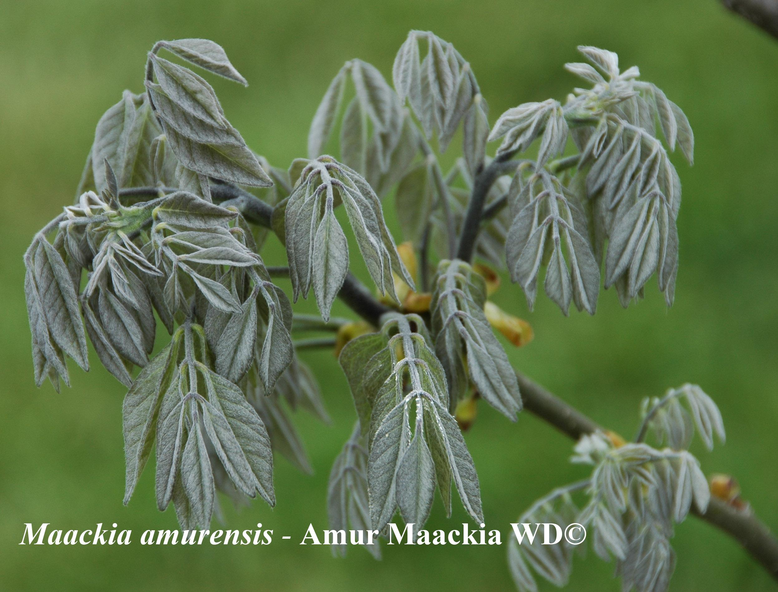 Maackia Amurensis
