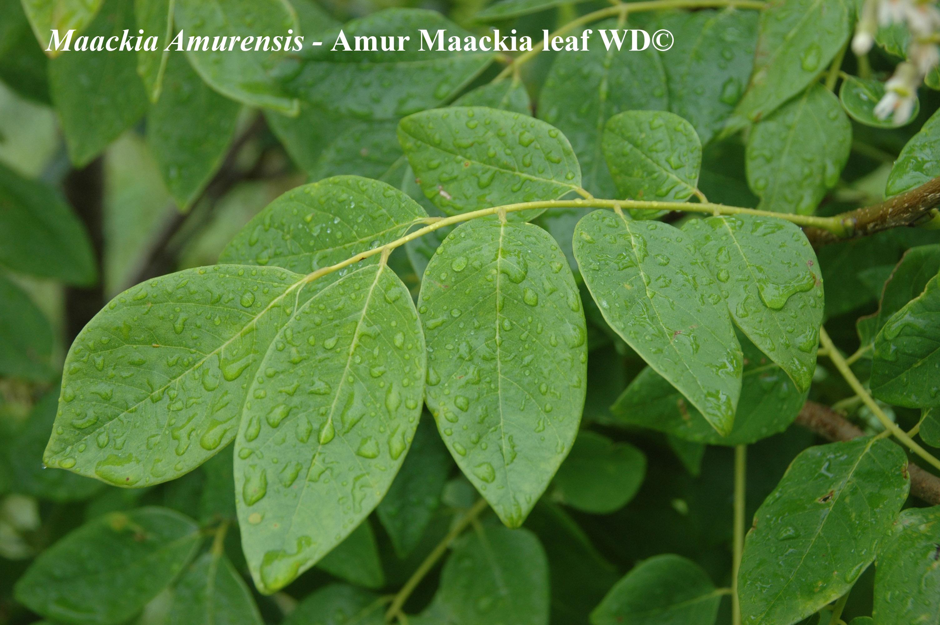 Maackia Amurensis leaf