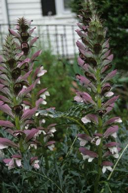 Acanthus spinosa – spiny bears breeches