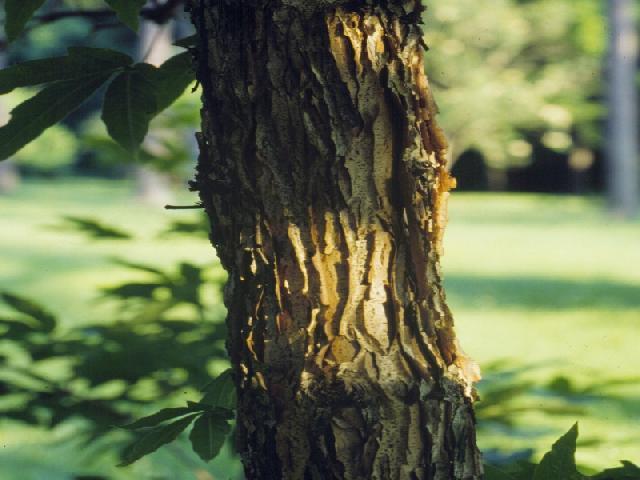 Acer triflorum- Three-flower Maple