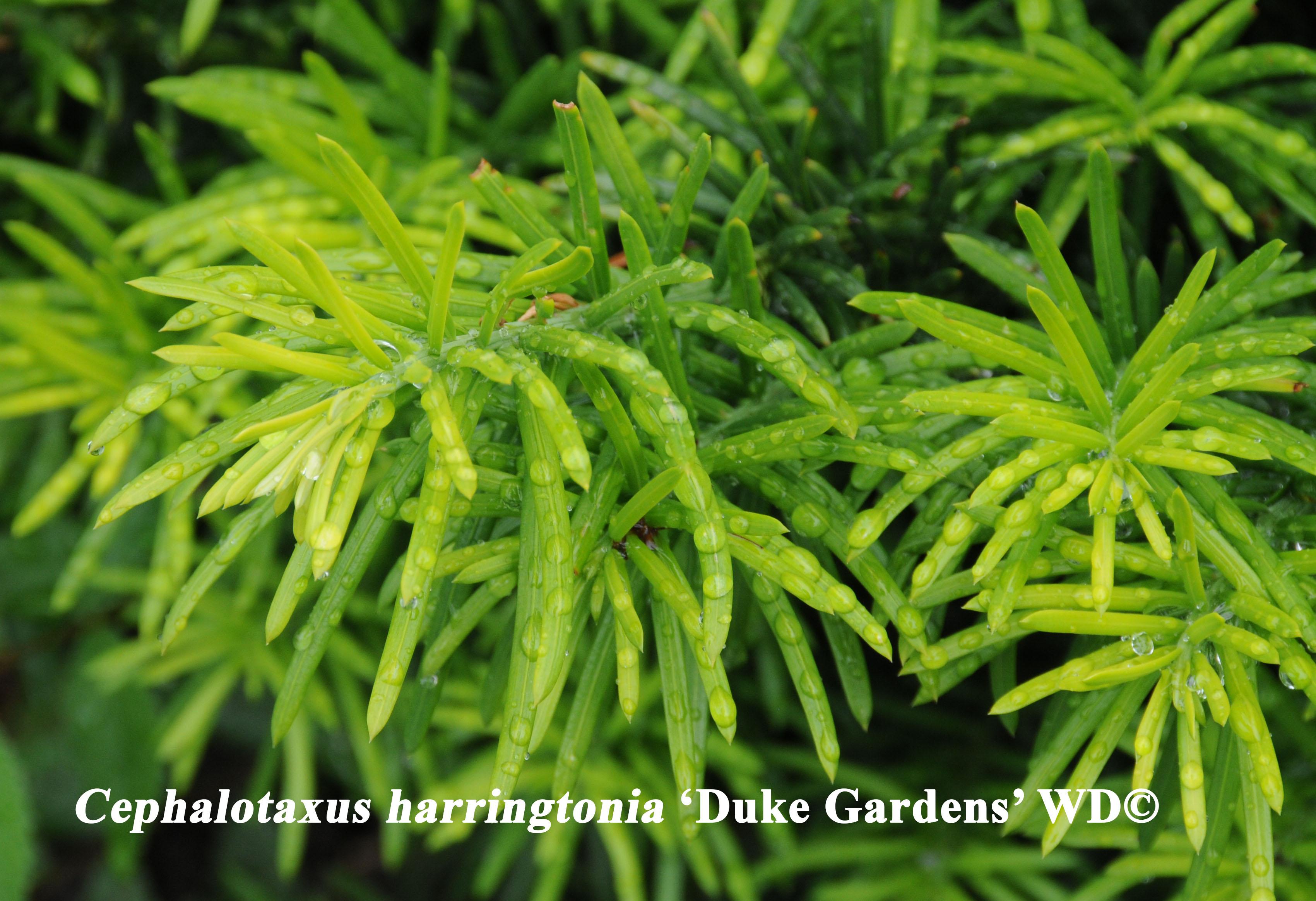 Cephalotaxus harrintonia 'Duke Gardens'