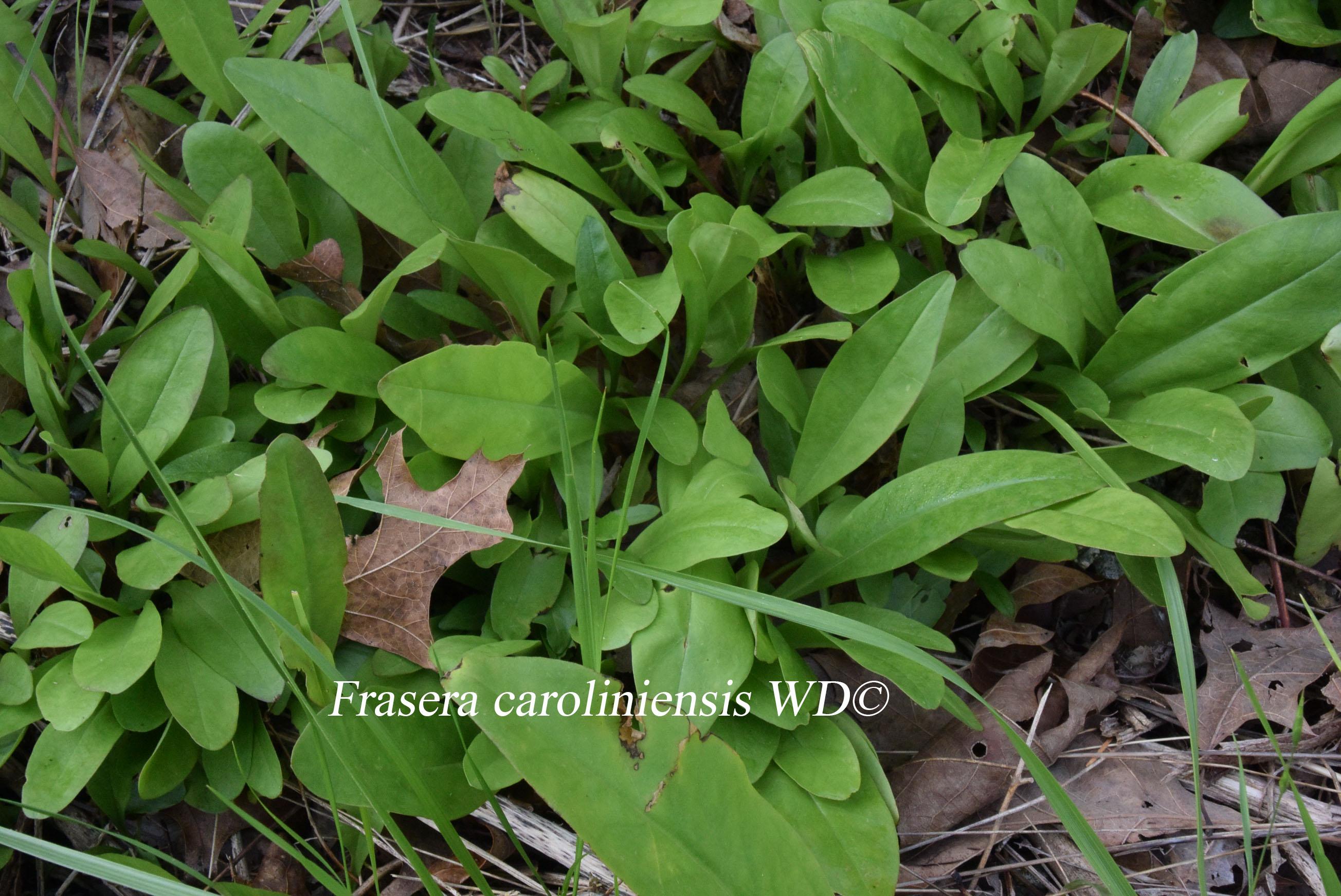 Frasera caroliniensis - American Colombo