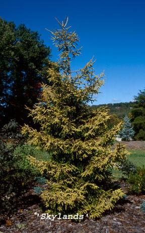 Picea Orientalis (L.) Link.