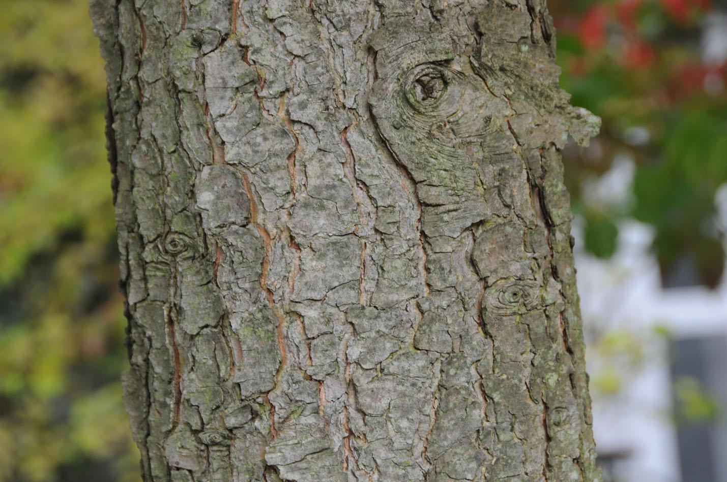 Pseudolarix amabilis - Golden Larch - bark