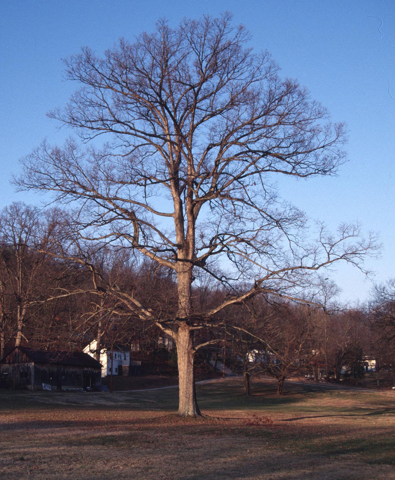 Quercus alba - White Oak