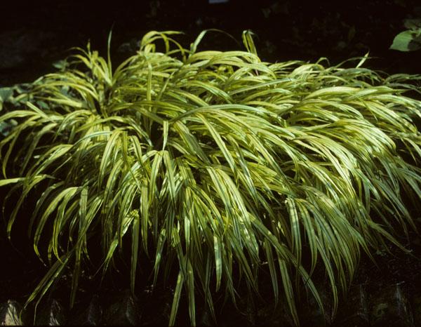 Hakonechloa macra 'Aureola' - Golden Japanese Forest Grass