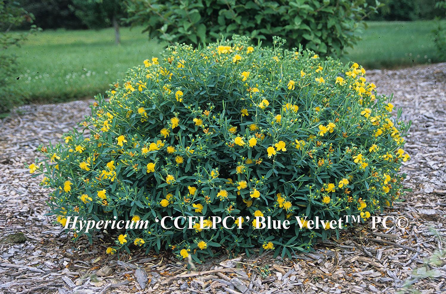 Hypericum frondosum