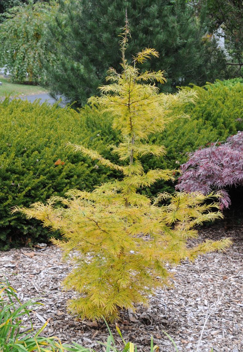 Pseudolarix amabilis - Golden Larch