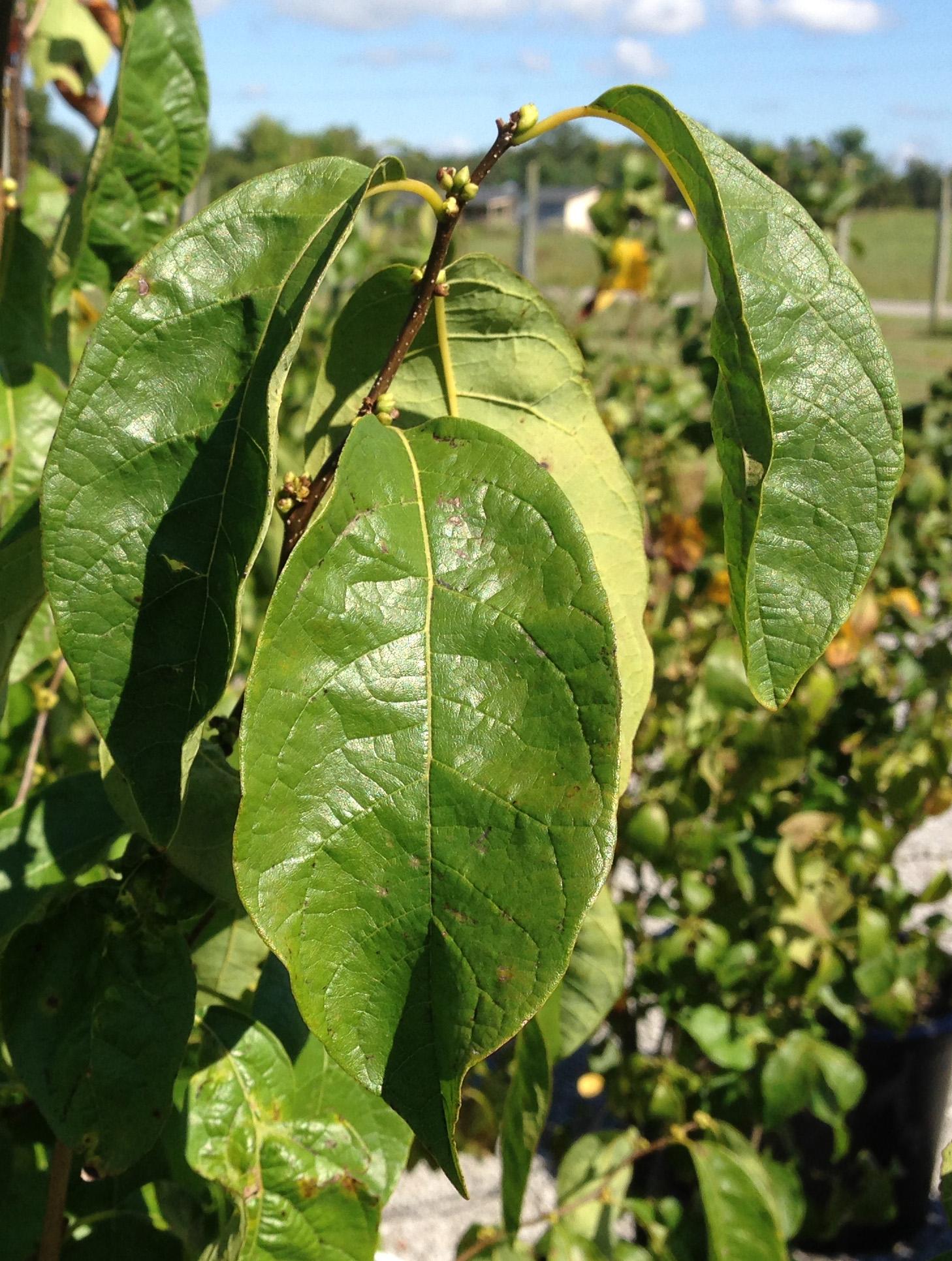Spicebush leaves